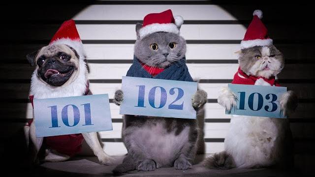 Cat plays piano for homeless dogs Cat plays piano for homeless dogs
