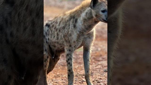Hyena sound effect Hyena sound effect