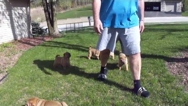 Puppies 6 weeks 010.mp4 Puppies 6 weeks 010.mp4
