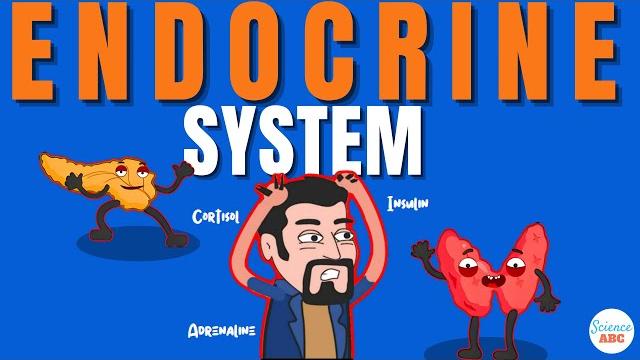 Endocrine system: how hormones work? Endocrine system: how hormones work?