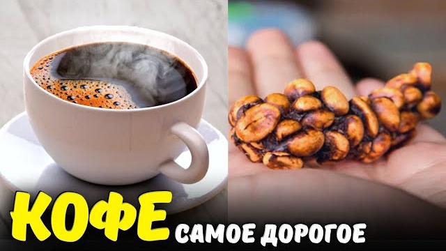 Самый дорогой кофе в мире Самый дорогой кофе в мире
