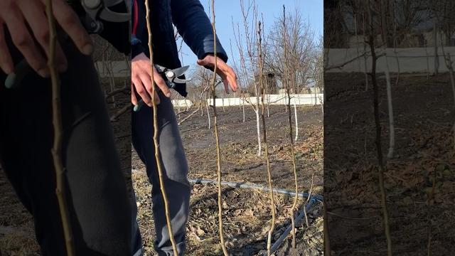 Обрезка однолетнего саженца груши Обрезка однолетнего саженца груши