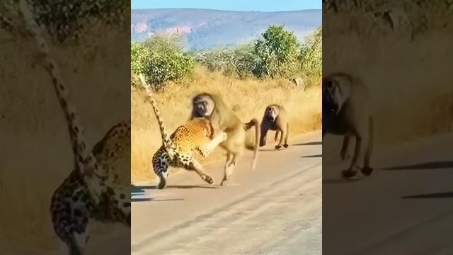 Heroic alpha baboon saves his group from a leopard Heroic alpha baboon saves his group from a leopard