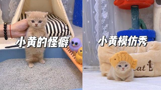 智商堪忧小奶猫的荒谬喵生 #小黄 #小奶貓成長記 智商堪忧小奶猫的荒谬喵生 #小黄 #小奶貓成長記