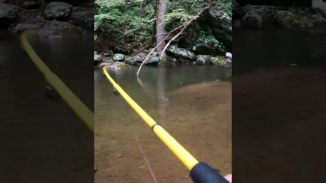 How to catch trout on spinners How to catch trout on spinners