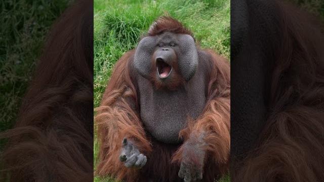 Cute orangutan blows kisses! Cute orangutan blows kisses!