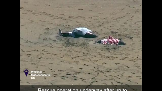 Rescue operation underway after up to 125 atlantic white-sided dolphins stranded in cape cod waters Rescue operation underway after up to 125 atlantic white-sided dolphins stranded in cape cod waters