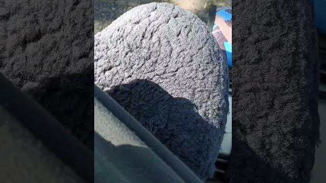 Колорадский жук есть и в нидерландах! Колорадский жук есть и в нидерландах!