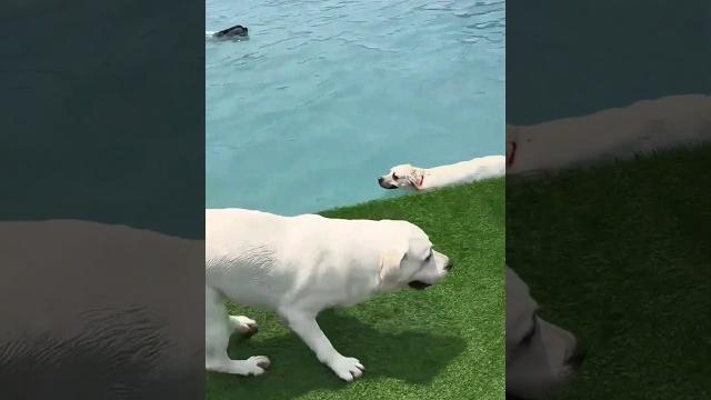 This dog experienced a pool for the first time This dog experienced a pool for the first time
