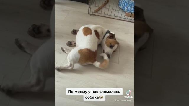 Джек рассел|как починить собаку?| смешные видео Джек рассел|как починить собаку?| смешные видео