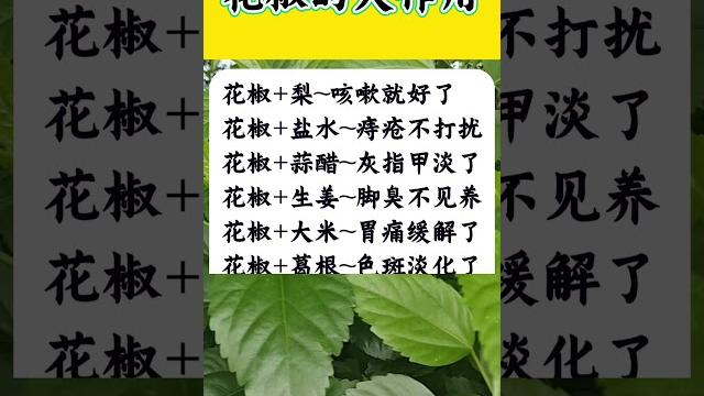 花椒的大作用。 #涨知识 #生活小妙招 #花椒 #知识分享 花椒的大作用。 #涨知识 #生活小妙招 #花椒 #知识分享