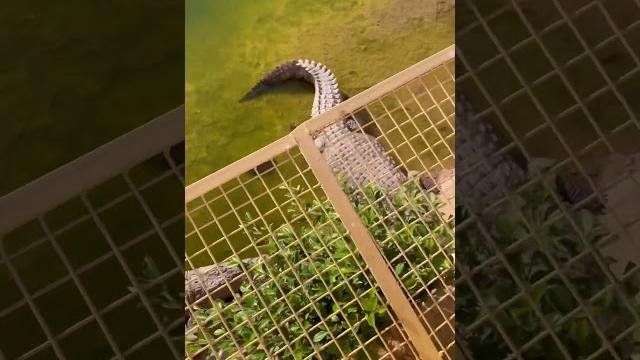 Just the sheer numbers of crocodiles is unbelievable! #fulltimevanlife #vanlifefamily #familytravel Just the sheer numbers of crocodiles is unbelievable! #fulltimevanlife #vanlifefamily #familytravel