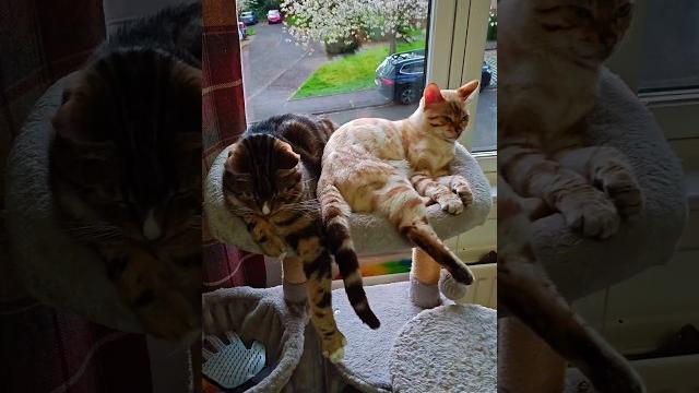 Chill. just chill. #relaxingvideo #insta #chill #cat #model #kitten #viral #beautiful #nicevideo Chill. just chill. #relaxingvideo #insta #chill #cat #model #kitten #viral #beautiful #nicevideo