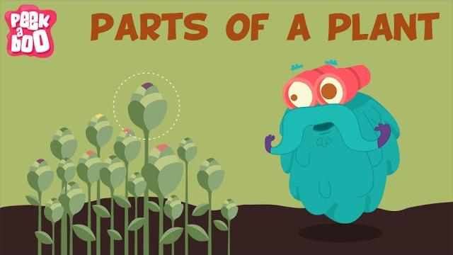 Parts of a plant | the dr. binocs show | learn videos for kids Parts of a plant | the dr. binocs show | learn videos for kids