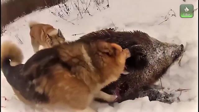 Приколы на охоте на кабана Приколы на охоте на кабана