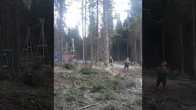 Валят лес ребята ....медведь обосрался Валят лес ребята ....медведь обосрался