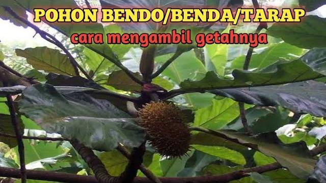 Pohon bendo/tarap dan cara mengambil getah bendo Pohon bendo/tarap dan cara mengambil getah bendo