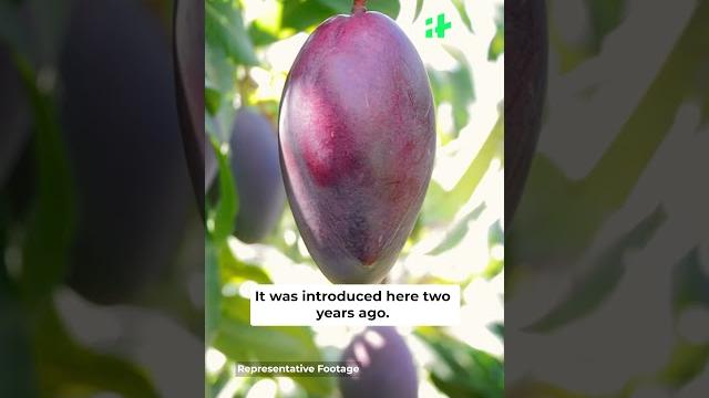 Miyazaki, world's most expensive mango found in west bengal Miyazaki, world's most expensive mango found in west bengal
