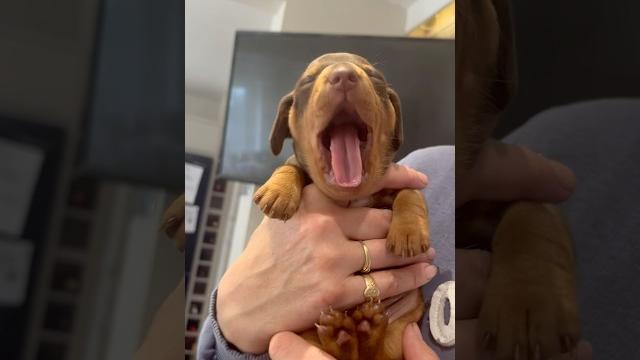 Waddles yawning️️ Waddles yawning️️