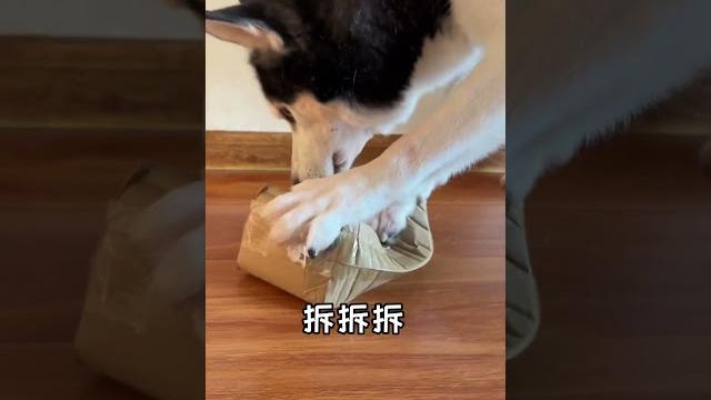 【#喵可酱】今天是可鲁可的快递~#铲屎官的乐趣 #傻狗的日常 #哈士奇 【#喵可酱】今天是可鲁可的快递~#铲屎官的乐趣 #傻狗的日常 #哈士奇