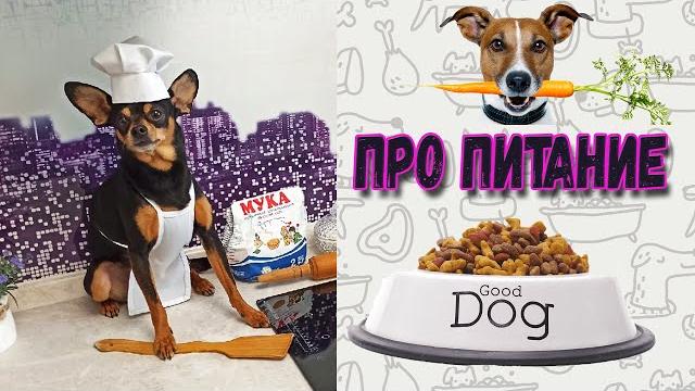 Про питание русского тоя. что ест той терьер? Про питание русского тоя. что ест той терьер?