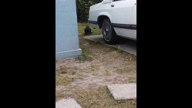 Copy of kitty porn (hit & run) pt.2 Copy of kitty porn (hit & run) pt.2