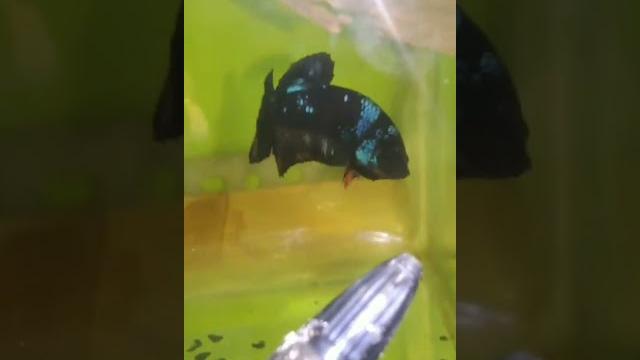 Betta fish pen | daftar populer Betta fish pen | daftar populer