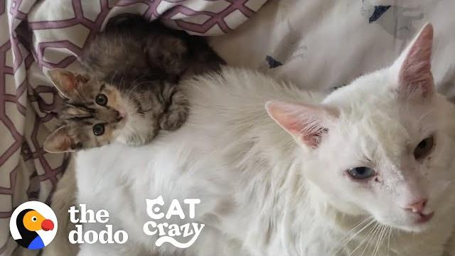 Abandoned cat was antisocial until a tiny kitten forced him to play with her | the dodo cat crazy Abandoned cat was antisocial until a tiny kitten forced him to play with her | the dodo cat crazy