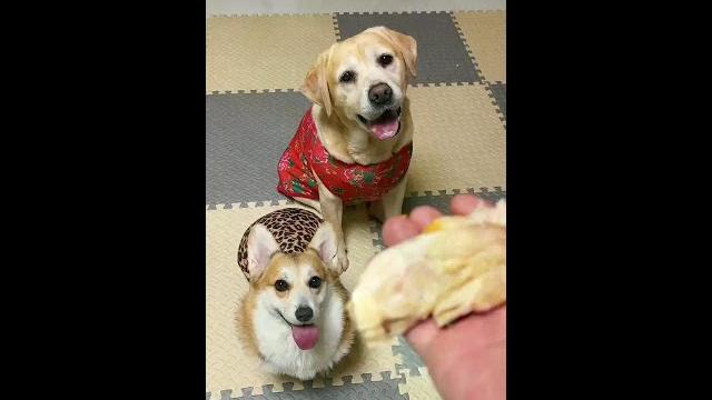 狗狗滚蛋动作娴熟,看到肉有点迟疑了 #萌宠 #狗狗 #拉布拉多 #柯基 狗狗滚蛋动作娴熟,看到肉有点迟疑了 #萌宠 #狗狗 #拉布拉多 #柯基