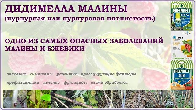 Дидимелла малины или пурпурная пятнистость. обзор на опасное заболевание малины и ежевики. лечение Дидимелла малины или пурпурная пятнистость. обзор на опасное заболевание малины и ежевики. лечение