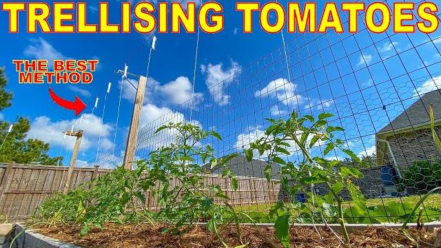 This tomato trellis is the best way to grow tomatoes This tomato trellis is the best way to grow tomatoes