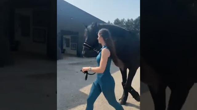 Black shiny horse #tiktokhot #shorts #tiktok #viral #youtubeshorts #horse #cute #animals #respect Black shiny horse #tiktokhot #shorts #tiktok #viral #youtubeshorts #horse #cute #animals #respect