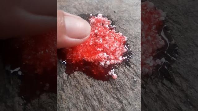 Crushing invasive snail eggs by hand Crushing invasive snail eggs by hand