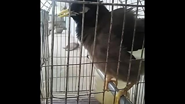 Salik kotha koy Salik kotha koy