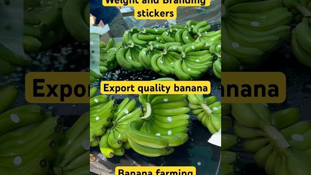 Weight and branding stickers | export quality bananas| banana export | farming #banana #farm #export Weight and branding stickers | export quality bananas| banana export | farming #banana #farm #export