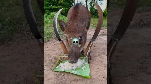 Best animal traps Best animal traps