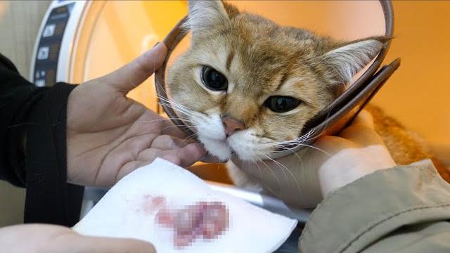 猫咪被骗去割蛋,割前怒吼反抗示威,看到割下的蛋后欲哭无泪! 猫咪被骗去割蛋,割前怒吼反抗示威,看到割下的蛋后欲哭无泪!