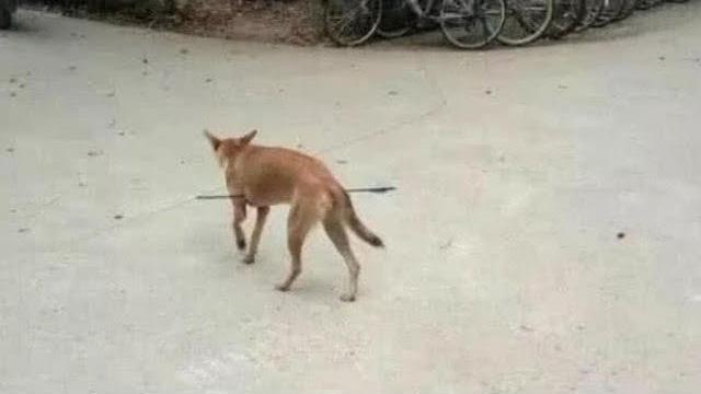 狗狗被利箭贯穿肚子,街头四处求救无门时,学生的做法令它暖心 狗狗被利箭贯穿肚子,街头四处求救无门时,学生的做法令它暖心