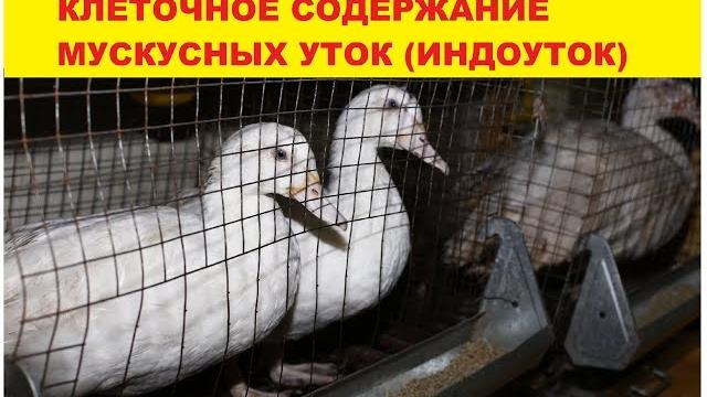 Клеточное содержание мускусных уток (индоуток) Клеточное содержание мускусных уток (индоуток)