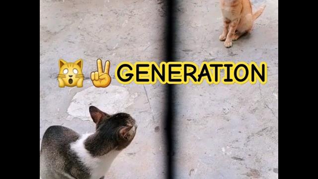 The cats are sitting face to face #shorts #trending #catvideos #catshorts #cat #viral @tghosh The cats are sitting face to face #shorts #trending #catvideos #catshorts #cat #viral @tghosh