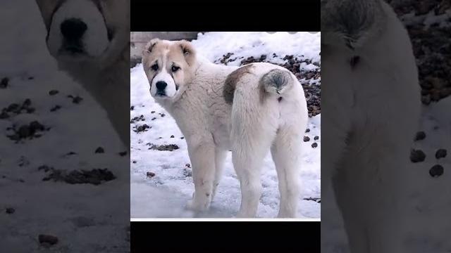 Ең мықты иттер Ең мықты иттер