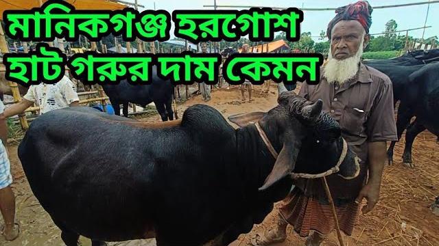 Amazing cows\manikgonj hat \manikgonj horgos hatt\cows sals marcket \ horgos gorur haat\guru Amazing cows\manikgonj hat \manikgonj horgos hatt\cows sals marcket \ horgos gorur haat\guru