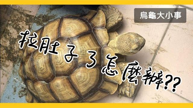 陸龜拉肚子了該怎麼辦???《烏龜大小事》 陸龜拉肚子了該怎麼辦???《烏龜大小事》