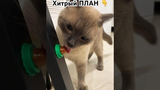 Фил на все готов ради леденца #cat #котэ #кот #феликс #котик #прикол #питомец #сиамскийкот Фил на все готов ради леденца #cat #котэ #кот #феликс #котик #прикол #питомец #сиамскийкот