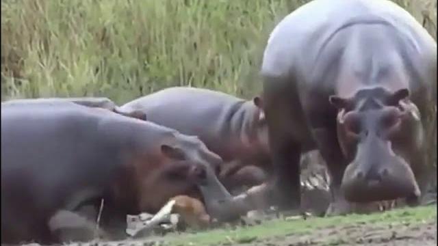 Бегемот -главный агрессор африки.бегемот в деле.hungry hungry hippos! or angry angry hippos! Бегемот -главный агрессор африки.бегемот в деле.hungry hungry hippos! or angry angry hippos!