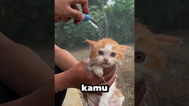 Cara membuat kucing suka mandi‼️ Cara membuat kucing suka mandi‼️
