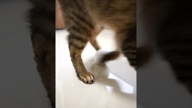 在端午節立蛋時被貓貓給踢走了#cat #貓 #端午節 #shorts 在端午節立蛋時被貓貓給踢走了#cat #貓 #端午節 #shorts