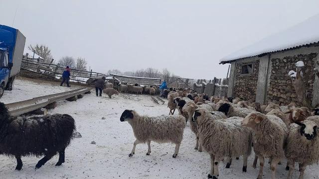 Эдильбаевские овцы Эдильбаевские овцы