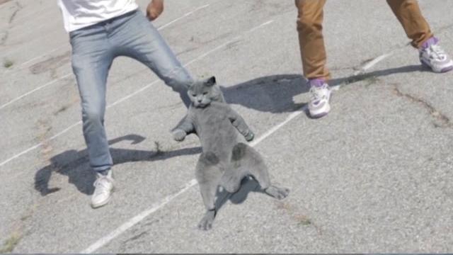 Aaron's animals - cat whips it. Aaron's animals - cat whips it.