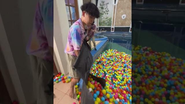 Kolam renang bola raksasa!! Kolam renang bola raksasa!!